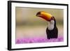 Brazil. Toco Toucan in the Pantanal.-Ralph H. Bendjebar-Framed Photographic Print