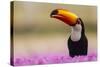 Brazil. Toco Toucan in the Pantanal.-Ralph H. Bendjebar-Stretched Canvas