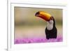 Brazil. Toco Toucan in the Pantanal.-Ralph H. Bendjebar-Framed Photographic Print