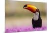 Brazil. Toco Toucan in the Pantanal.-Ralph H. Bendjebar-Mounted Photographic Print