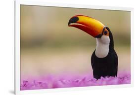 Brazil. Toco Toucan in the Pantanal.-Ralph H. Bendjebar-Framed Photographic Print