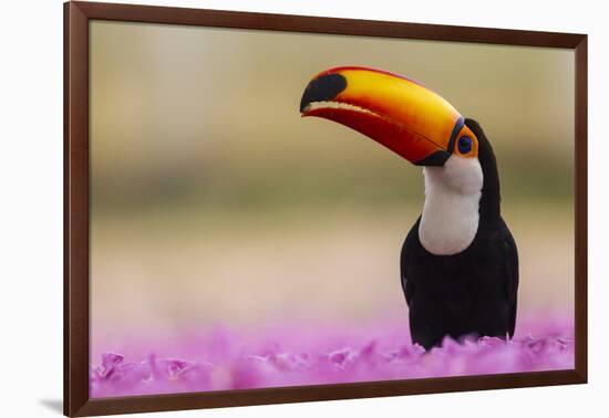 Brazil. Toco Toucan in the Pantanal.-Ralph H. Bendjebar-Framed Photographic Print