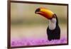 Brazil. Toco Toucan in the Pantanal.-Ralph H. Bendjebar-Framed Photographic Print