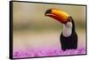 Brazil. Toco Toucan in the Pantanal.-Ralph H. Bendjebar-Framed Stretched Canvas