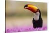 Brazil. Toco Toucan in the Pantanal.-Ralph H. Bendjebar-Stretched Canvas