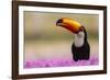 Brazil. Toco Toucan in the Pantanal.-Ralph H. Bendjebar-Framed Photographic Print