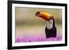 Brazil. Toco Toucan in the Pantanal.-Ralph H. Bendjebar-Framed Photographic Print