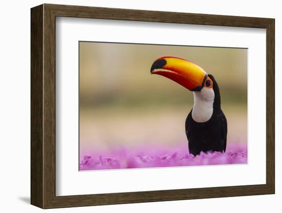 Brazil. Toco Toucan in the Pantanal.-Ralph H. Bendjebar-Framed Photographic Print