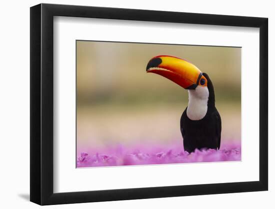 Brazil. Toco Toucan in the Pantanal.-Ralph H. Bendjebar-Framed Photographic Print