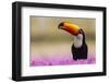 Brazil. Toco Toucan in the Pantanal.-Ralph H. Bendjebar-Framed Photographic Print