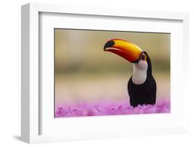 Brazil. Toco Toucan in the Pantanal.-Ralph H. Bendjebar-Framed Photographic Print