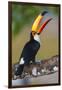 Brazil. Toco Toucan in the Pantanal.-Ralph H. Bendjebar-Framed Premium Photographic Print