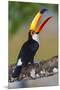 Brazil. Toco Toucan in the Pantanal.-Ralph H. Bendjebar-Mounted Premium Photographic Print