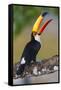 Brazil. Toco Toucan in the Pantanal.-Ralph H. Bendjebar-Framed Stretched Canvas