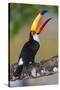 Brazil. Toco Toucan in the Pantanal.-Ralph H. Bendjebar-Stretched Canvas