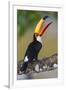 Brazil. Toco Toucan in the Pantanal.-Ralph H. Bendjebar-Framed Premium Photographic Print