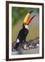 Brazil. Toco Toucan in the Pantanal.-Ralph H. Bendjebar-Framed Premium Photographic Print