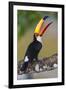 Brazil. Toco Toucan in the Pantanal.-Ralph H. Bendjebar-Framed Premium Photographic Print