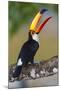 Brazil. Toco Toucan in the Pantanal.-Ralph H. Bendjebar-Mounted Premium Photographic Print