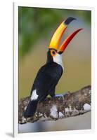 Brazil. Toco Toucan in the Pantanal.-Ralph H. Bendjebar-Framed Photographic Print