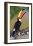 Brazil. Toco Toucan in the Pantanal.-Ralph H. Bendjebar-Framed Photographic Print