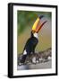 Brazil. Toco Toucan in the Pantanal.-Ralph H. Bendjebar-Framed Photographic Print