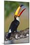 Brazil. Toco Toucan in the Pantanal.-Ralph H. Bendjebar-Mounted Photographic Print
