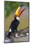 Brazil. Toco Toucan in the Pantanal.-Ralph H. Bendjebar-Mounted Photographic Print