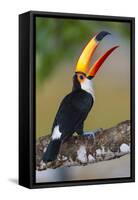 Brazil. Toco Toucan in the Pantanal.-Ralph H. Bendjebar-Framed Stretched Canvas