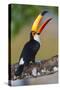 Brazil. Toco Toucan in the Pantanal.-Ralph H. Bendjebar-Stretched Canvas