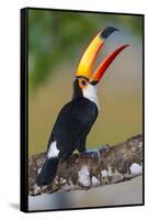 Brazil. Toco Toucan in the Pantanal.-Ralph H. Bendjebar-Framed Stretched Canvas