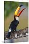 Brazil. Toco Toucan in the Pantanal.-Ralph H. Bendjebar-Stretched Canvas