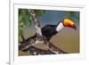 Brazil. Toco Toucan in the Pantanal.-Ralph H. Bendjebar-Framed Photographic Print