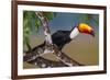 Brazil. Toco Toucan in the Pantanal.-Ralph H. Bendjebar-Framed Photographic Print