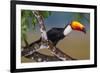 Brazil. Toco Toucan in the Pantanal.-Ralph H. Bendjebar-Framed Photographic Print