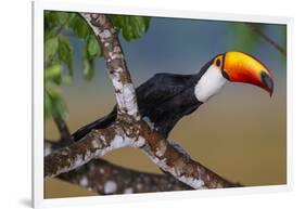 Brazil. Toco Toucan in the Pantanal.-Ralph H. Bendjebar-Framed Photographic Print