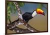 Brazil. Toco Toucan in the Pantanal.-Ralph H. Bendjebar-Framed Photographic Print