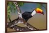 Brazil. Toco Toucan in the Pantanal.-Ralph H. Bendjebar-Framed Photographic Print