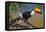 Brazil. Toco Toucan in the Pantanal.-Ralph H. Bendjebar-Framed Stretched Canvas