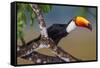 Brazil. Toco Toucan in the Pantanal.-Ralph H. Bendjebar-Framed Stretched Canvas