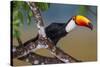 Brazil. Toco Toucan in the Pantanal.-Ralph H. Bendjebar-Stretched Canvas