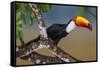 Brazil. Toco Toucan in the Pantanal.-Ralph H. Bendjebar-Framed Stretched Canvas