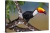 Brazil. Toco Toucan in the Pantanal.-Ralph H. Bendjebar-Stretched Canvas