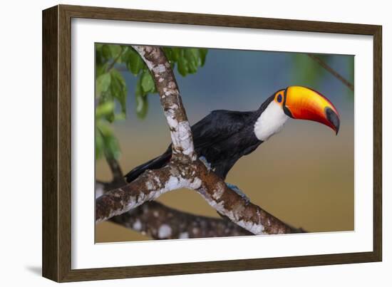 Brazil. Toco Toucan in the Pantanal.-Ralph H. Bendjebar-Framed Photographic Print