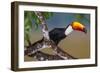 Brazil. Toco Toucan in the Pantanal.-Ralph H. Bendjebar-Framed Photographic Print