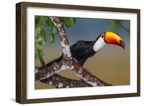 Brazil. Toco Toucan in the Pantanal.-Ralph H. Bendjebar-Framed Photographic Print