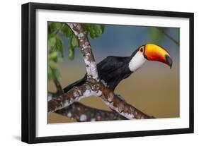 Brazil. Toco Toucan in the Pantanal.-Ralph H. Bendjebar-Framed Photographic Print