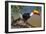 Brazil. Toco Toucan in the Pantanal.-Ralph H. Bendjebar-Framed Photographic Print