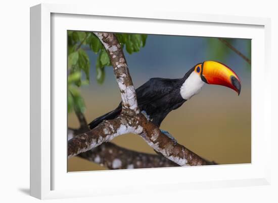 Brazil. Toco Toucan in the Pantanal.-Ralph H. Bendjebar-Framed Photographic Print