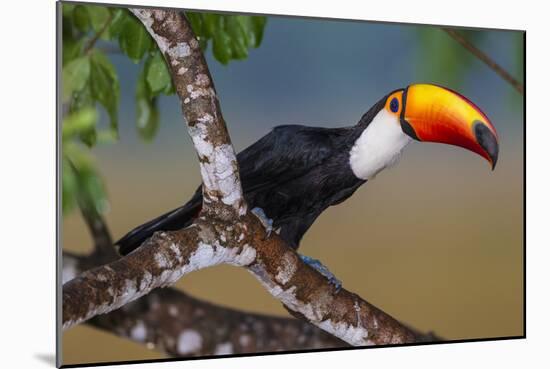 Brazil. Toco Toucan in the Pantanal.-Ralph H. Bendjebar-Mounted Photographic Print